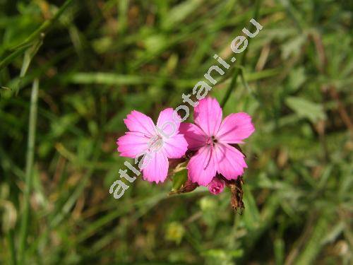 Dianthus carthusianorum L. (Tunica carthusianorum (L.) Scop.)