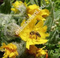 Hieracium villosum Jacq. (Hieracium villosum agg., Hieracium grabowskianum Naegeli et Peter)