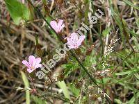 Geranium robertianum L. (Geranium inodorum Don)