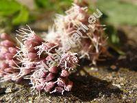 Eupatorium cannabinum L. (Eupatorium caucasicum Stev., Eupatorium hyrcanicum Stev.)