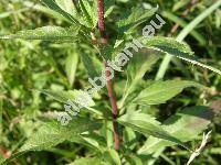 Eupatorium cannabinum L. (Eupatorium caucasicum Stev., Eupatorium hyrcanicum Stev.)