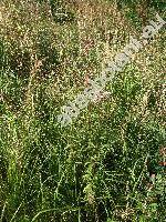Eupatorium cannabinum L. (Eupatorium caucasicum Stev., Eupatorium hyrcanicum Stev.)