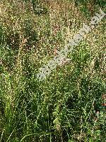 Eupatorium cannabinum L. (Eupatorium cannabifolium Salisb., Eupatorium cannabis-folium Gilib., Eupatorium caucasicum Stev., Eupatorium hyrcanicum Stev.)