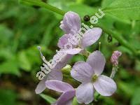 Dentaria bulbifera L. (Cardamine bulbifera (L.) Crantz)
