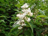 Deutzia scabra 'Candidissima' (Deutzia crenata Sieb. et Zucc.)