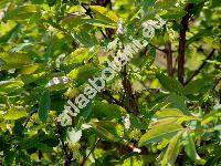 Lonicera kamtschatica