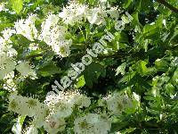 Crataegus monogyna Jacq. (Crataegus apiifolia Med., Mespilus monogyna (Jacq.) All.)
