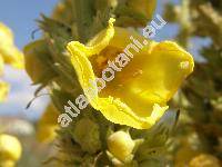 Verbascum densiflorum Bertol. (Verbascum thapsiforme Schrad., Thapsus schraderi Opiz, Verbascum cuspidatum Schrad.)