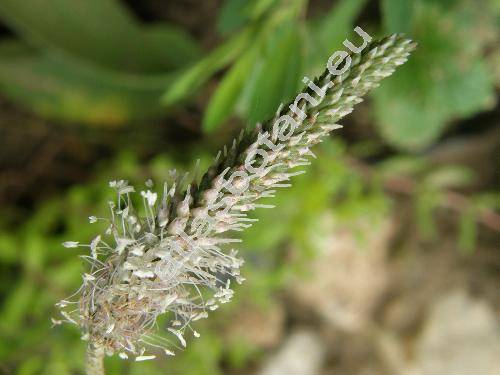 Plantago media L.