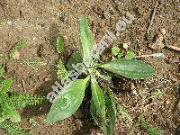 Plantago media L.