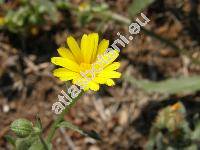 Calendula arvensis L. (Calendula arvensis  (Vaill.) L.)