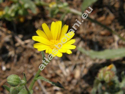 Calendula arvensis L. (Calendula arvensis  (Vaill.) L.)