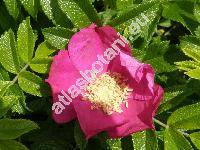 Rosa rugosa Thunb.