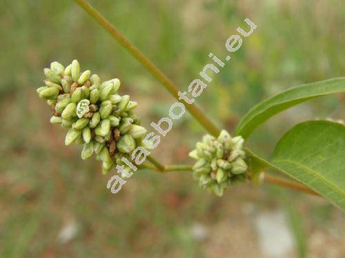 Persicaria lapathifolia (L.) Delarbre (Polygonum lapathifolium L.)