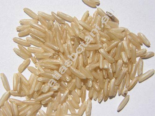 Oryza sativa L.