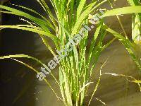 Oryza sativa L.