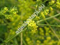 Galium verum L.