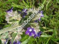 Anchusa officinalis L.