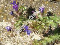 Anchusa officinalis L.