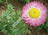 Helipterum roseum (Hook.) Benth. (Acroclinium roseum Hook., Rhodanthe chlorocephala (Turcz.) Wils., Helichrysum roseum (Hook.) Baillon)