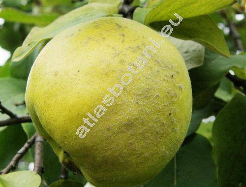 Cydonia oblonga Mill. (Pyrus cydonia L.)