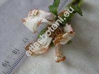 Cydonia oblonga Mill. (Pyrus cydonia L.)