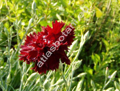 Dianthus caryophyllus L. (Dianthus coronarius Lam.)