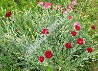 Dianthus caryophyllus L. (Dianthus coronarius Lam.)