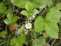 Fragaria vesca L.