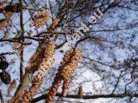 Alnus glutinosa (L.) Gaertn. (Betula alnus, Betula glutinosa, Alnus vulgaris)