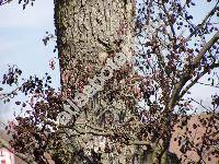 Alnus glutinosa (L.) Gaertn. (Betula alnus, Betula glutinosa, Alnus vulgaris)