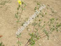 Potentilla argentea L. (Potentilla impolita Wahlenb., Potentilla neglecta Baumg.)