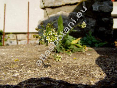 Capsella bursa-pastoris (L.) Med.