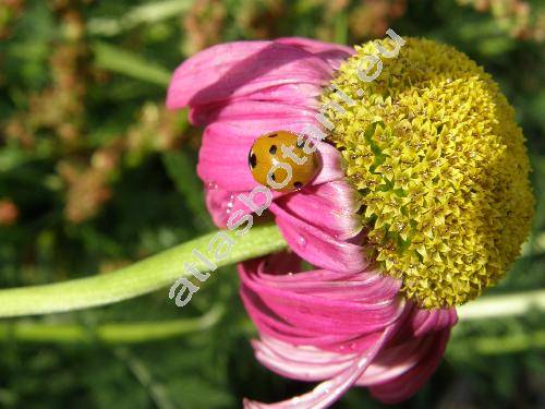 Pyrethrum roseum Bieb. (Tanacetum coccineum, Chrysanthemum coccineum Willd. Chrysanthemum roseum Adam, Pyrethrum coccineum)