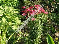 Pyrethrum roseum Bieb. (Tanacetum coccineum, Chrysanthemum coccineum Willd. Chrysanthemum roseum Adam, Pyrethrum coccineum)