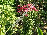 Pyrethrum roseum Bieb. (Tanacetum coccineum, Chrysanthemum coccineum Willd., Chrysanthemum roseum Adam, Pyrethrum coccineum)
