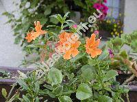 Mimulus aurantiacus (Erythranthe, Diplacus glutinosus)