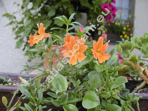 Mimulus aurantiacus (Erythranthe, Diplacus glutinosus)