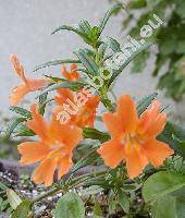 Mimulus aurantiacus (Erythranthe, Diplacus glutinosus)