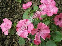 Lavatera trimestris L. (Stegia lavatera Lam., Malva, Althaea)