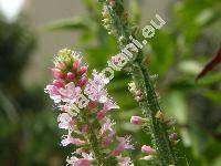 Limonium suworowii Kuntze (Statice suworowii Regel, Psylliostachys suworowii)