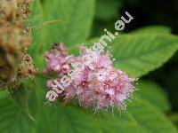 Spiraea douglasii Hook.