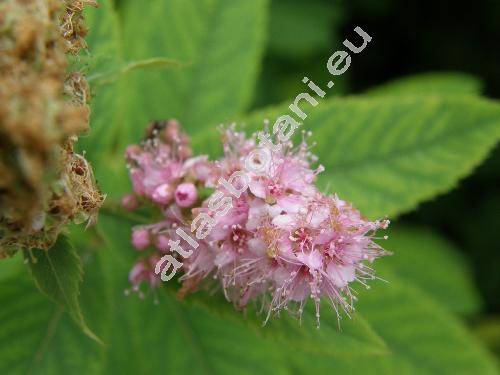 Spiraea douglasii Hook.