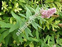 Spiraea douglasii Hook.