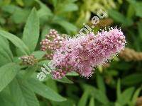 Spiraea douglasii Hook.