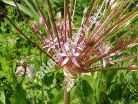 Allium schubertii (Allium schubertii Zucc.)