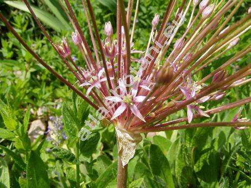 Allium schubertii (Allium schubertii Zucc.)