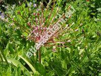 Allium schubertii (Allium schubertii Zucc.)