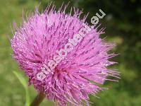 Cirsium canum (L.) All. (Carduus canus L., Cnicus canus (L.) Roth, Cirsium pratense)