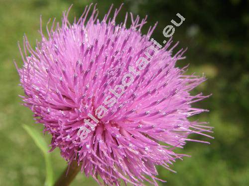 Cirsium canum (L.) All. (Carduus canus L., Cnicus canus (L.) Roth, Cirsium pratense)